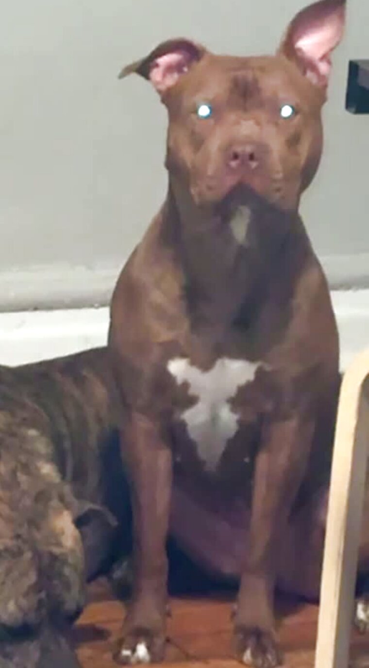 Glo, a reddish-brown dog with a white blaze on her chest, sitting up and facing the camera