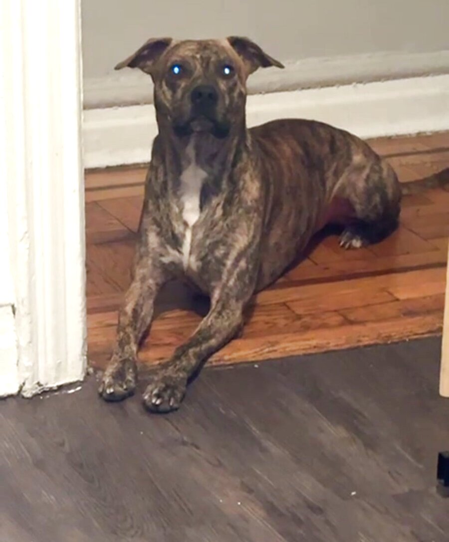 Jiggs, a brindle Catahoula with a tiger-striped brown coat, lying down and looking at the camera